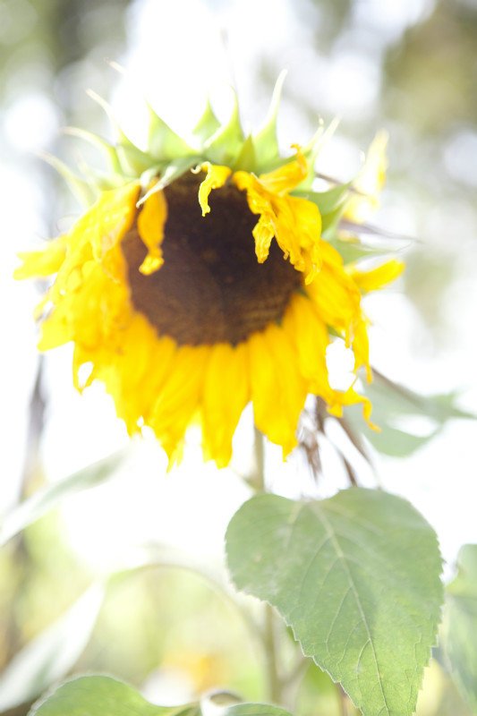 7423186-Sunflower-0.jpg