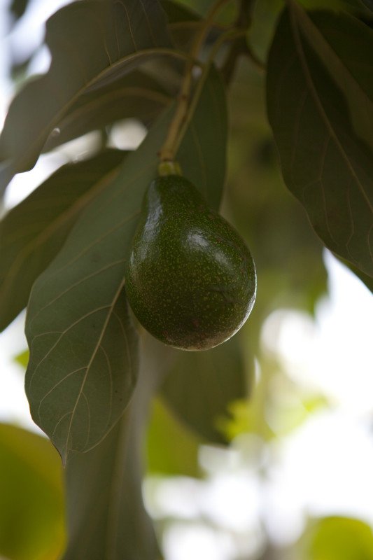 7423321-Avocado-0.jpg