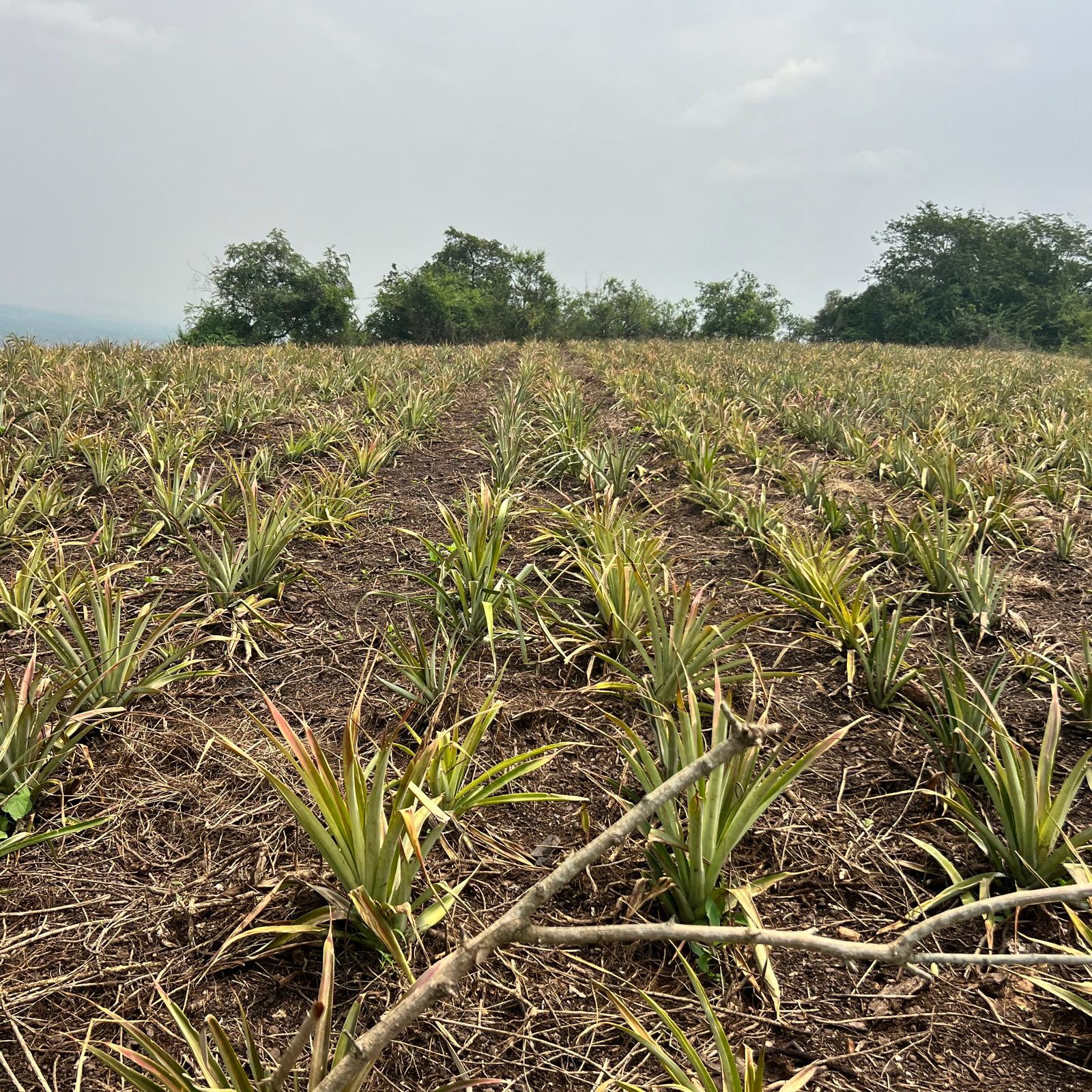 This image has an empty alt attribute; its file name is aa976f9b-94c4-6a1d-0084-a2981c8ee768.jpg