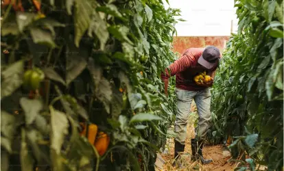 Study Agriculture Courses Abroad